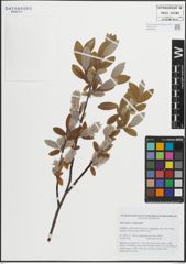 Foto von Salix glauca L. x Salix phylicifolia L.